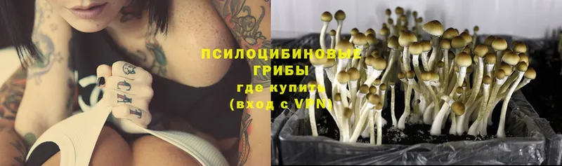 Псилоцибиновые грибы Psilocybe  Новосиль 